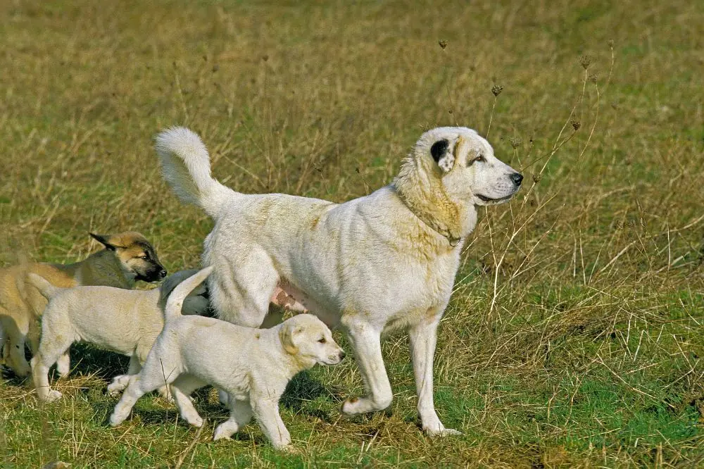 Migliore alimentazione per il Pastore dell'Anatolia: guida completa al cibo naturale