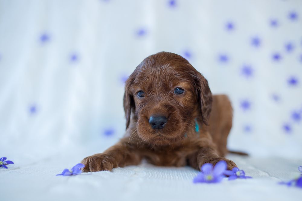 Enfermedades comunes del cachorro de Setter Irlandes medidas preventivas