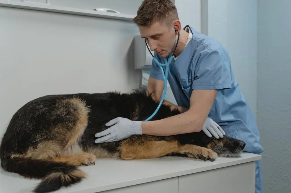 Enfermedades cronicas comunes en perros