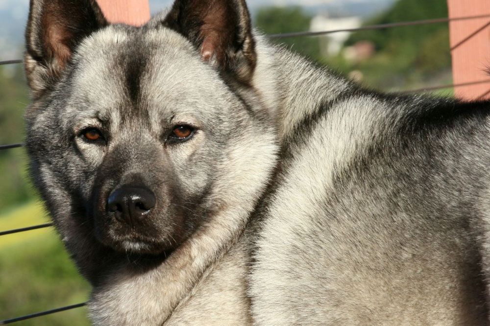 Enfermedades oculares