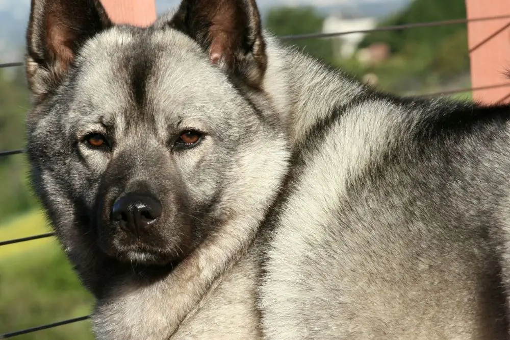 Enfermedades oculares 