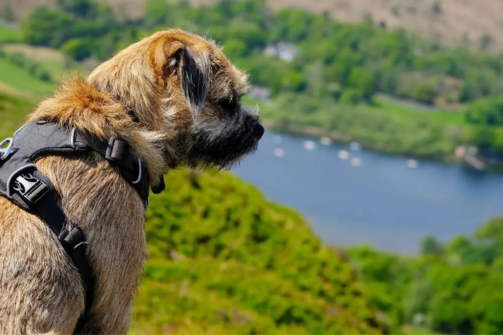 Esigenze nutrizionali del Border Terrier