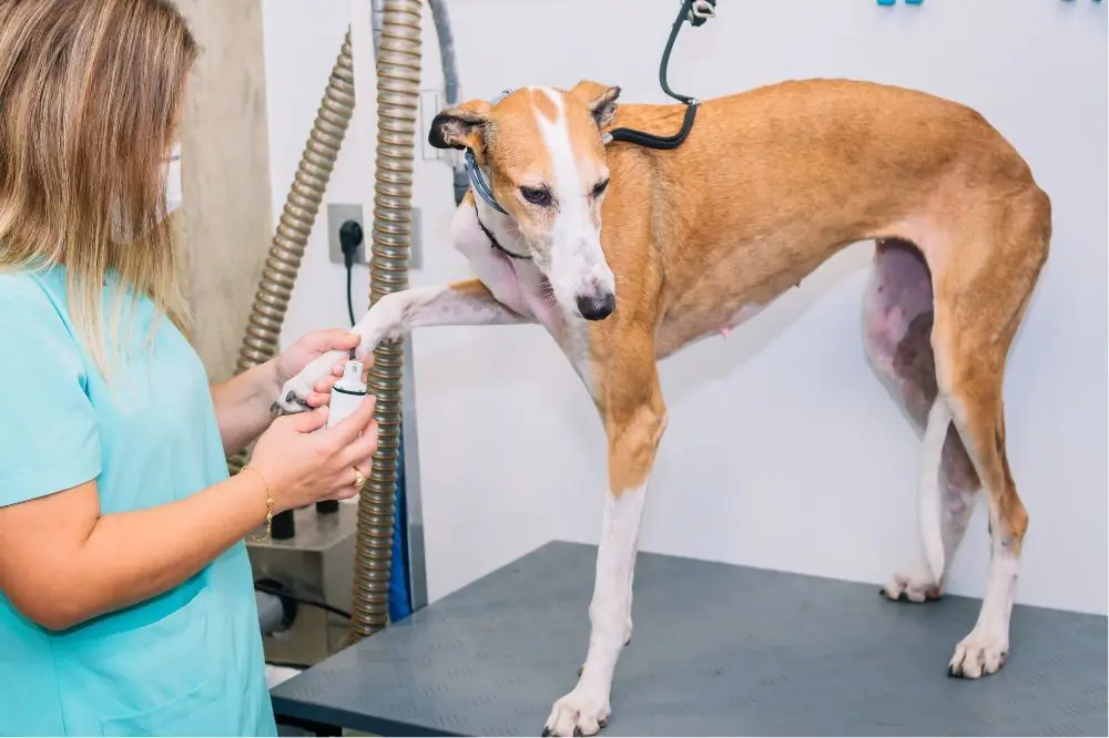 Estrategias de manejo y prevencion