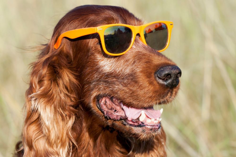 Presencia del Setter Irlandés en la cultura popular