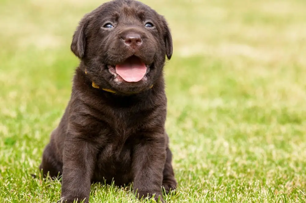 Obbedienza canina nei cuccioli