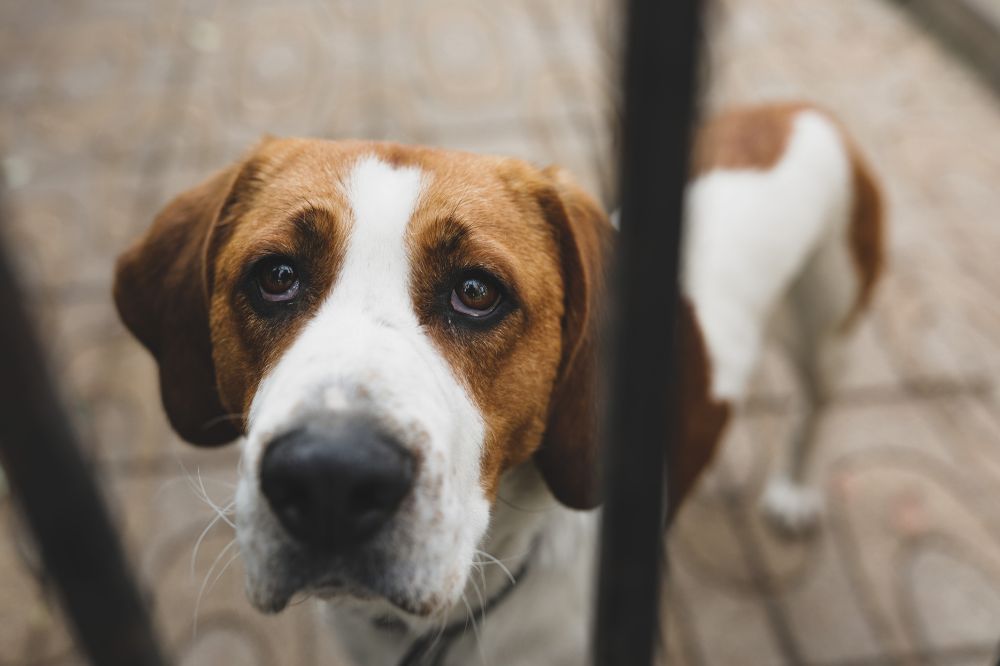 Environnement enrichissant pour les animaux