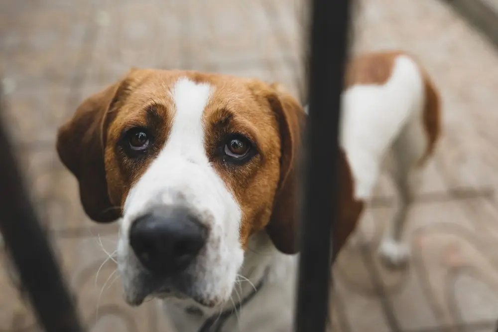 Environnement enrichissant pour les animaux