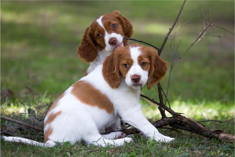 Proceso de destete en cachorros de Spaniel Bretón.