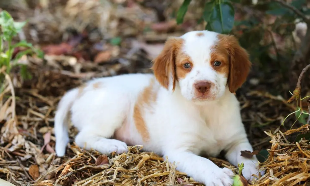 Guía sobre el cachorro de Spaniel Bretón: socialización, cuidados y alimentación 