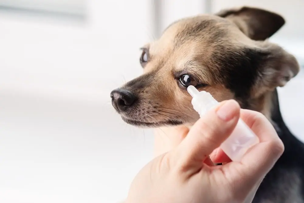 Guida completa sulle malattie oculari nei cani: prevenzione, diagnosi e trattamento