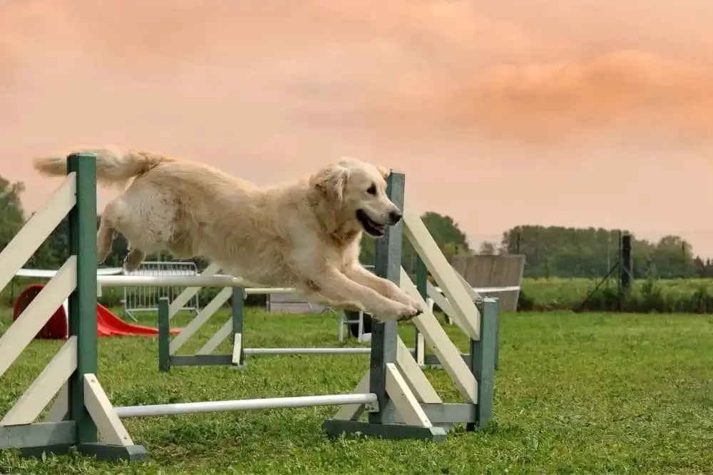 I migliori cani per l'agility