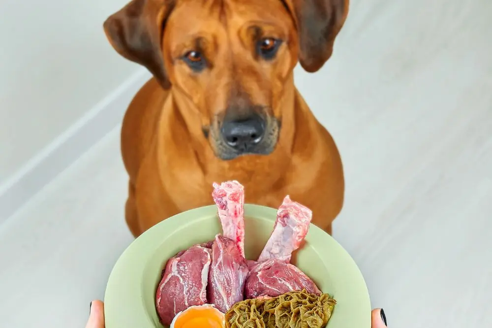 Importancia de la alimentacion natural para perros