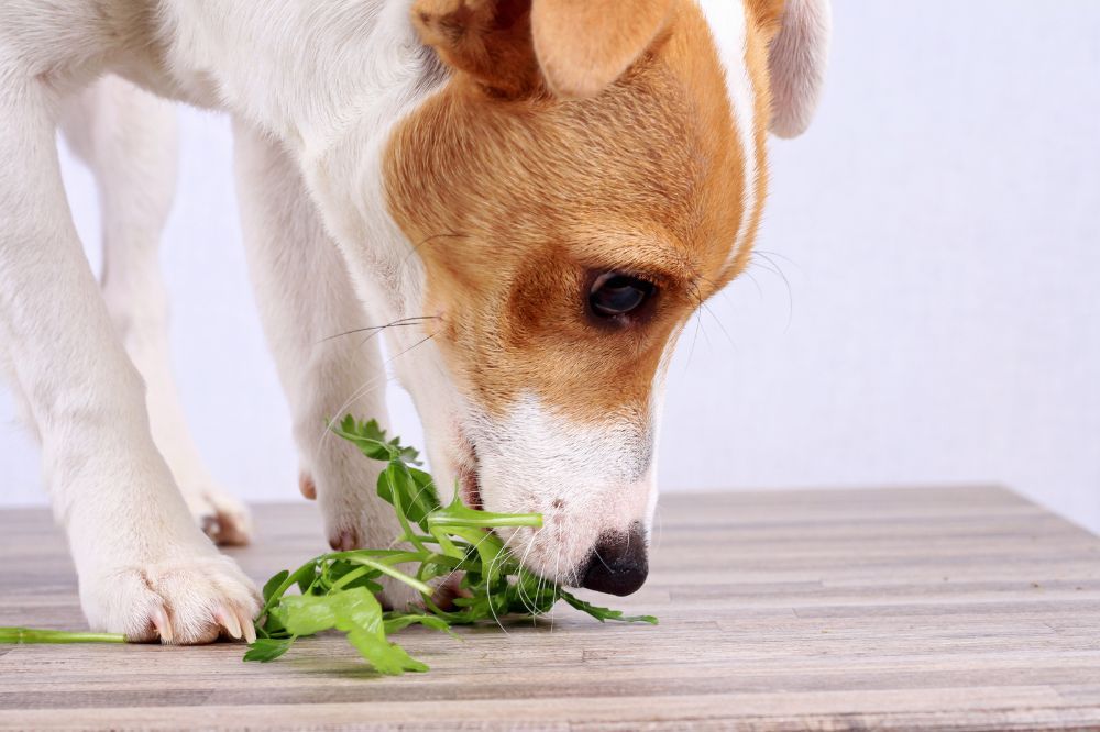 La importancia de una dieta natural para perros.