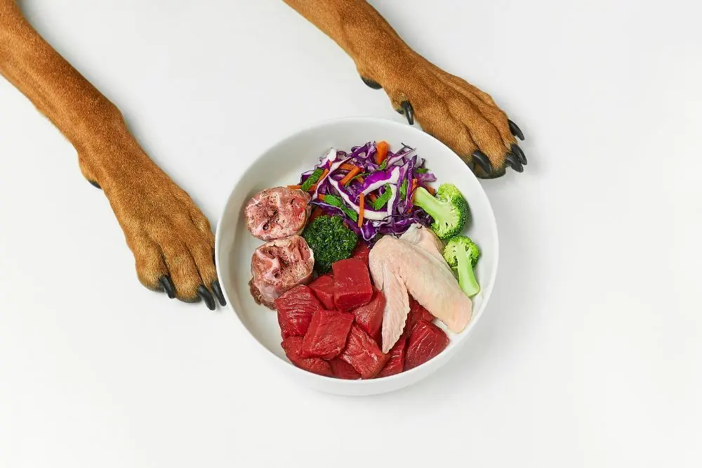 Importancia de la alimentacion natural para perros