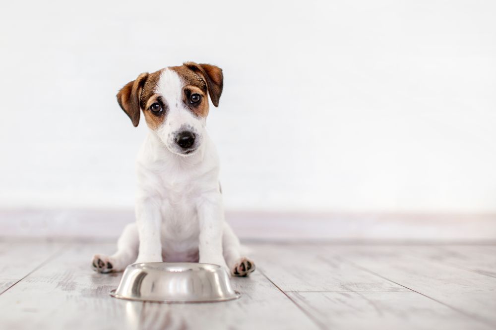 Importancia de la alimentación natural para perros