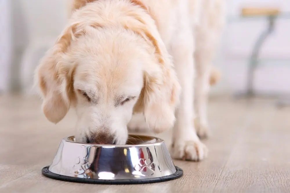 Beneficios de la dieta natural en perros.