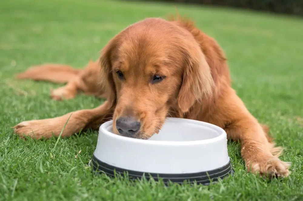 Valor de las dietas naturales en la salud canina.