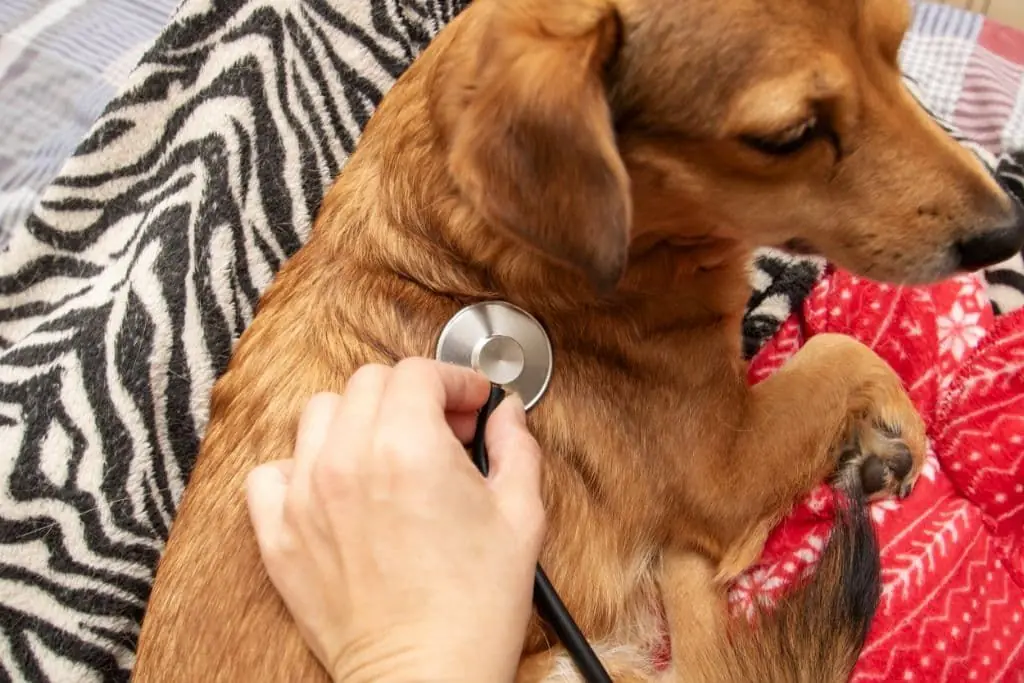 Insuficiencia cardíaca congestiva en perros: todo lo que necesitas saber
