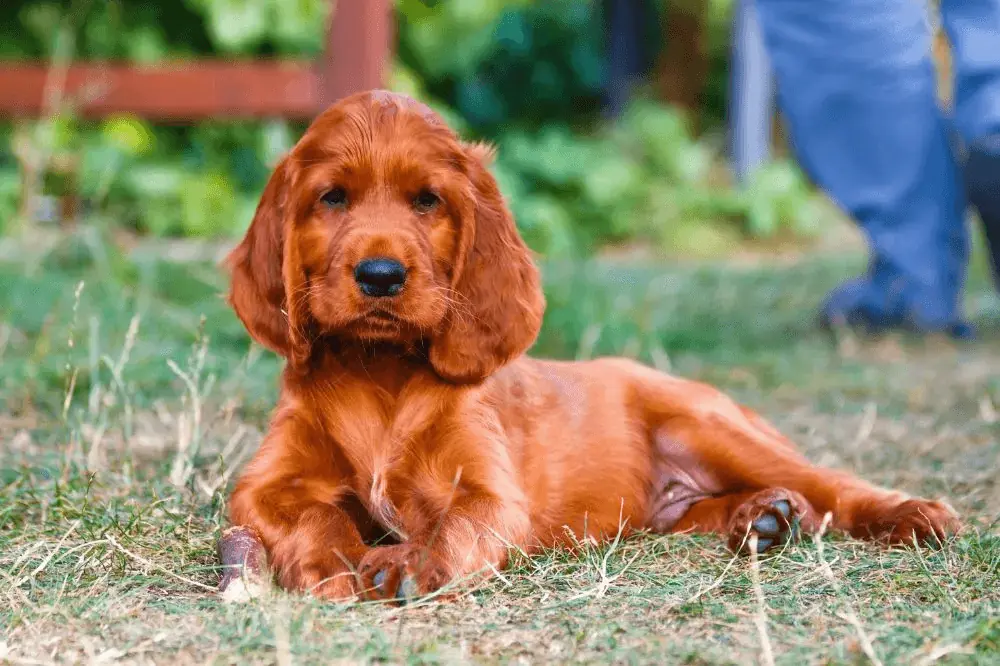 La meilleure alimentation pour le Setter Irlandais