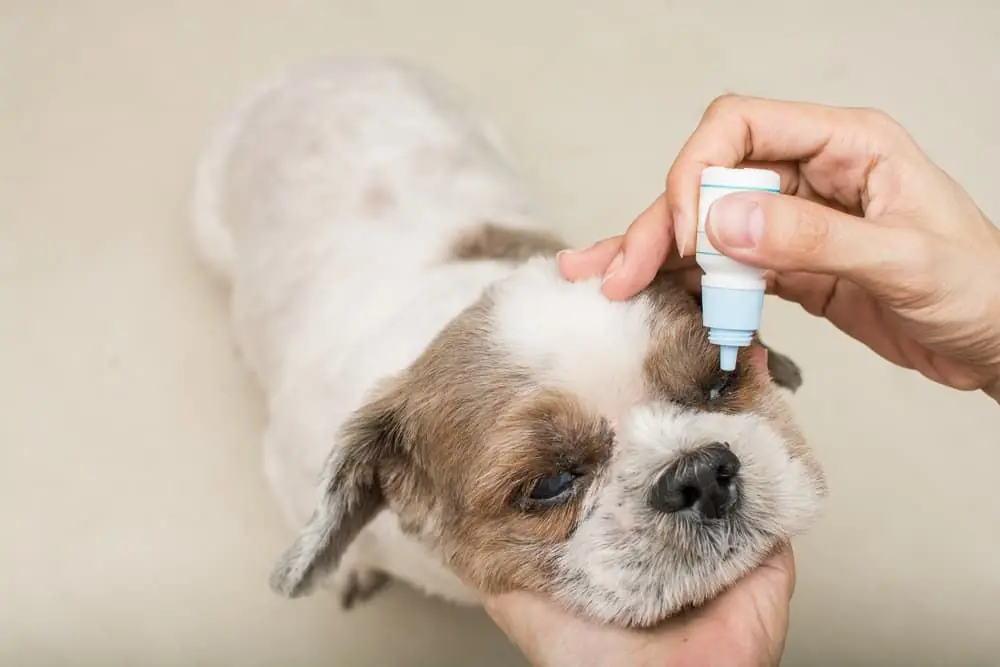 Lacrimazione nei cani: come gestire efficacemente l'eccesso di lacrime