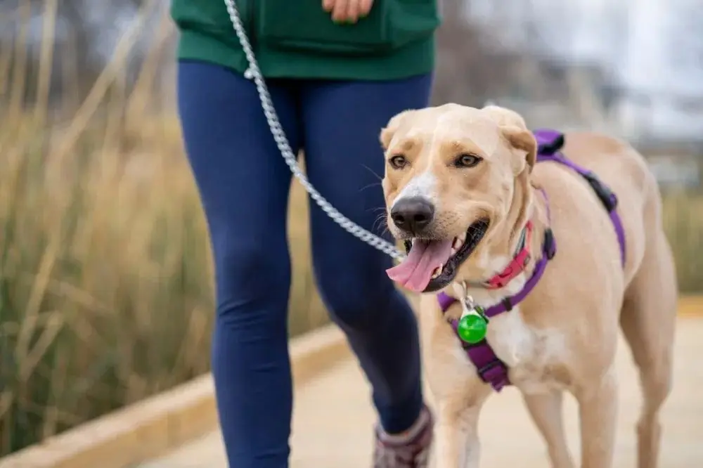 L'impatto dell'esercizio regolare sulla salute mentale dei cani