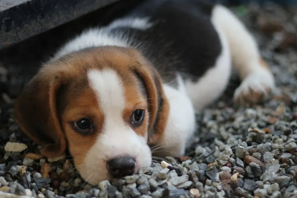 Incoerenza nell'addestramento