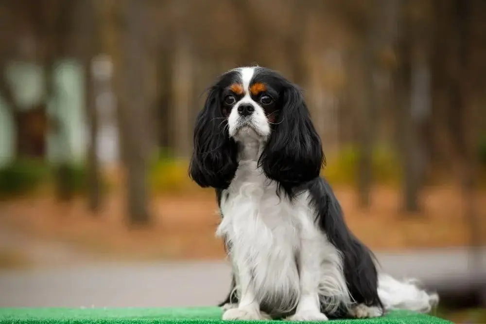 Meilleure alimentation pour le Cavalier King Charles Spaniel