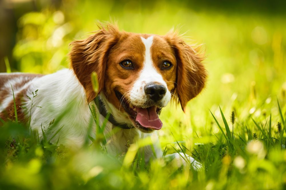 Necesidades nutricionales del Spaniel Bretón 