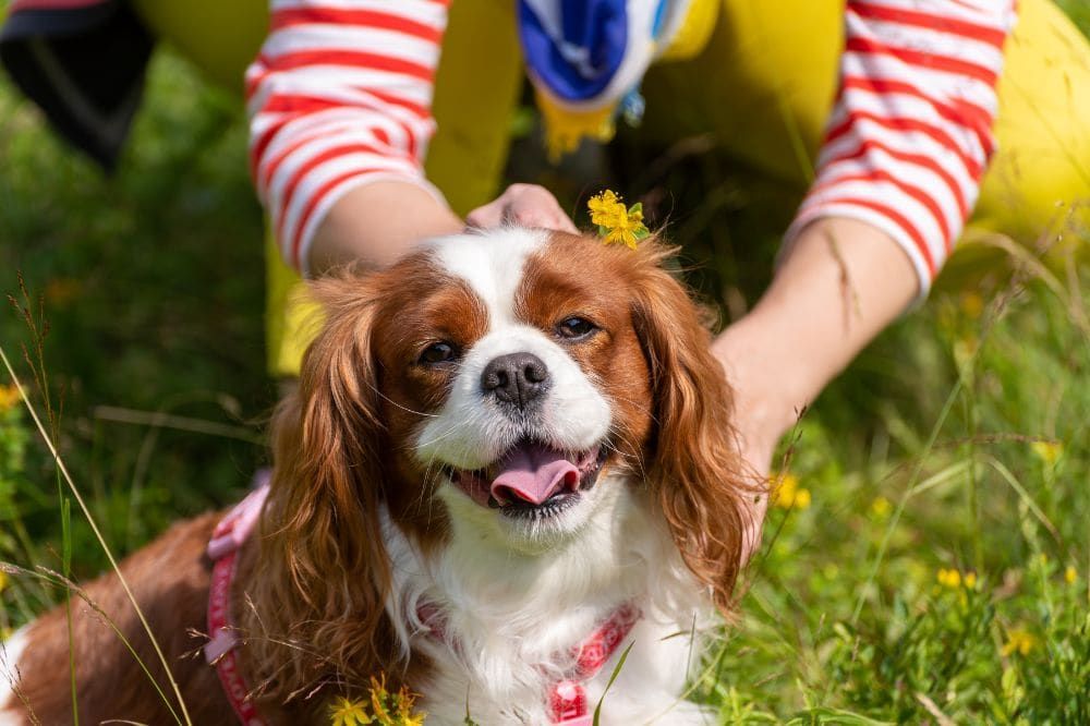 Alimentos recomendados para el Cavalier King Charles Spaniel.