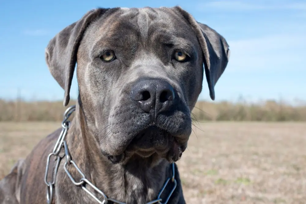 Alimentos recomendados para el Mastín Italiano.