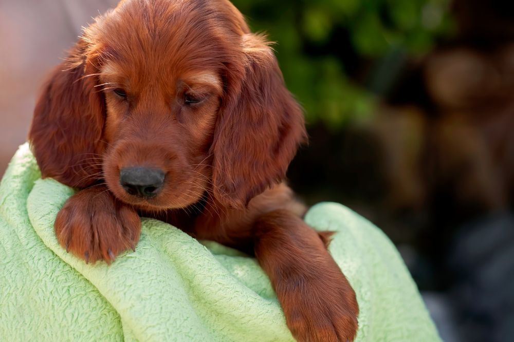 Origen e Historia del cachorro del Setter Irlandes
