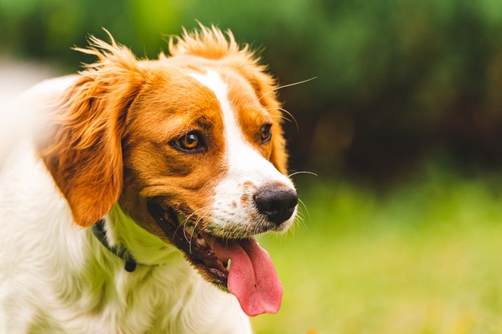 Origen e historia del Spaniel Breton