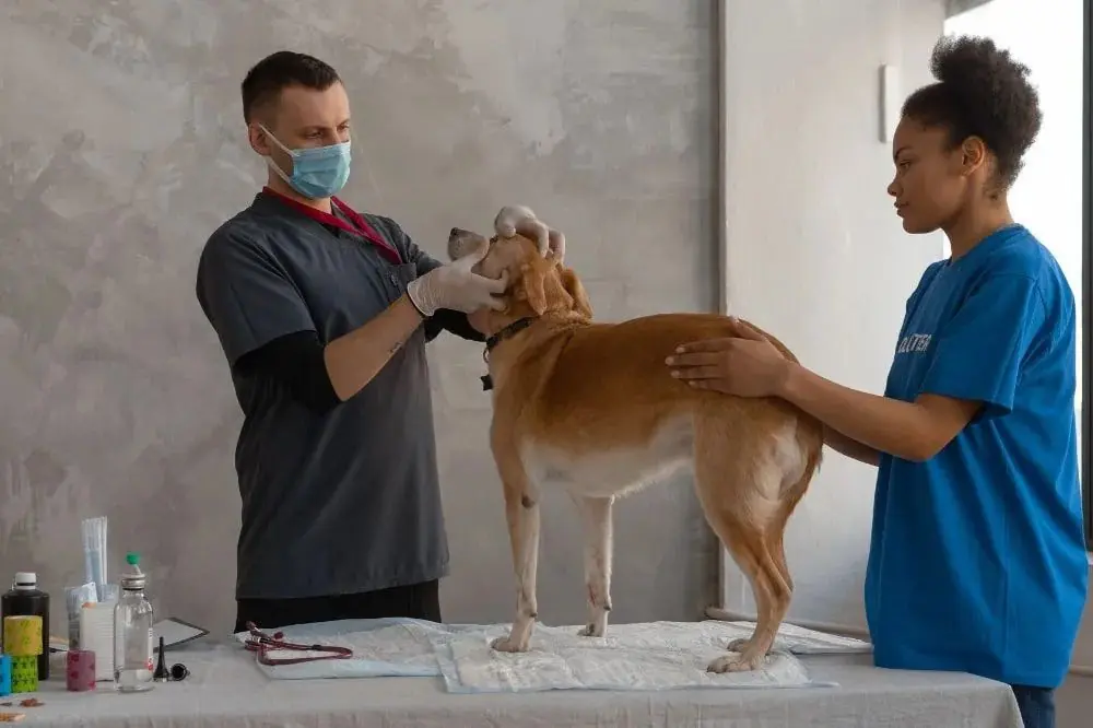 Perché sono essenziali le visite periodiche dal veterinario per il tuo cane?