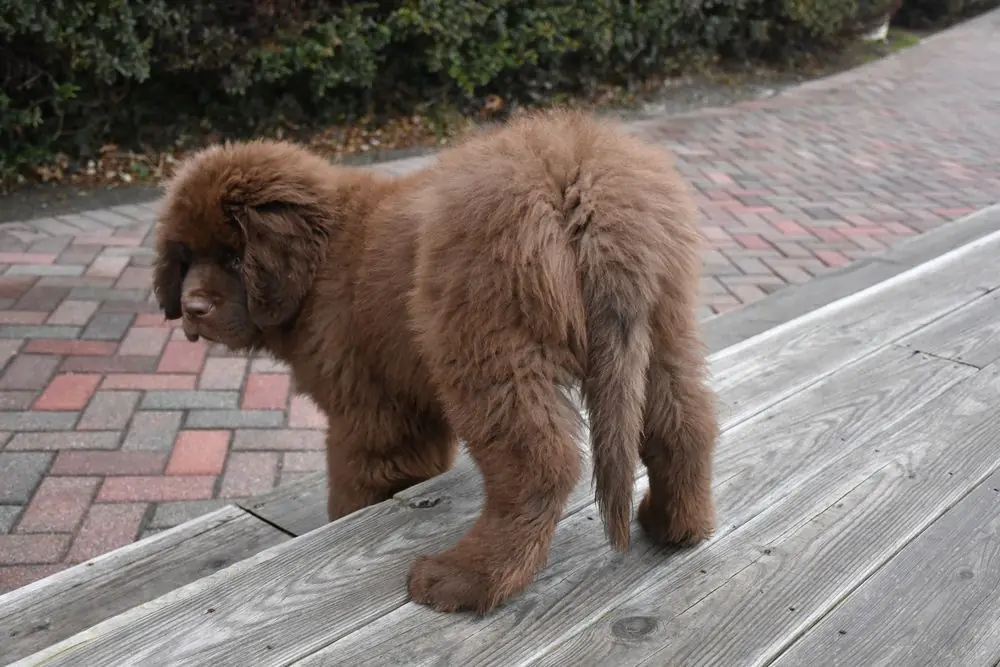 Perro joven Terranova bajando las escaleras con cuidado