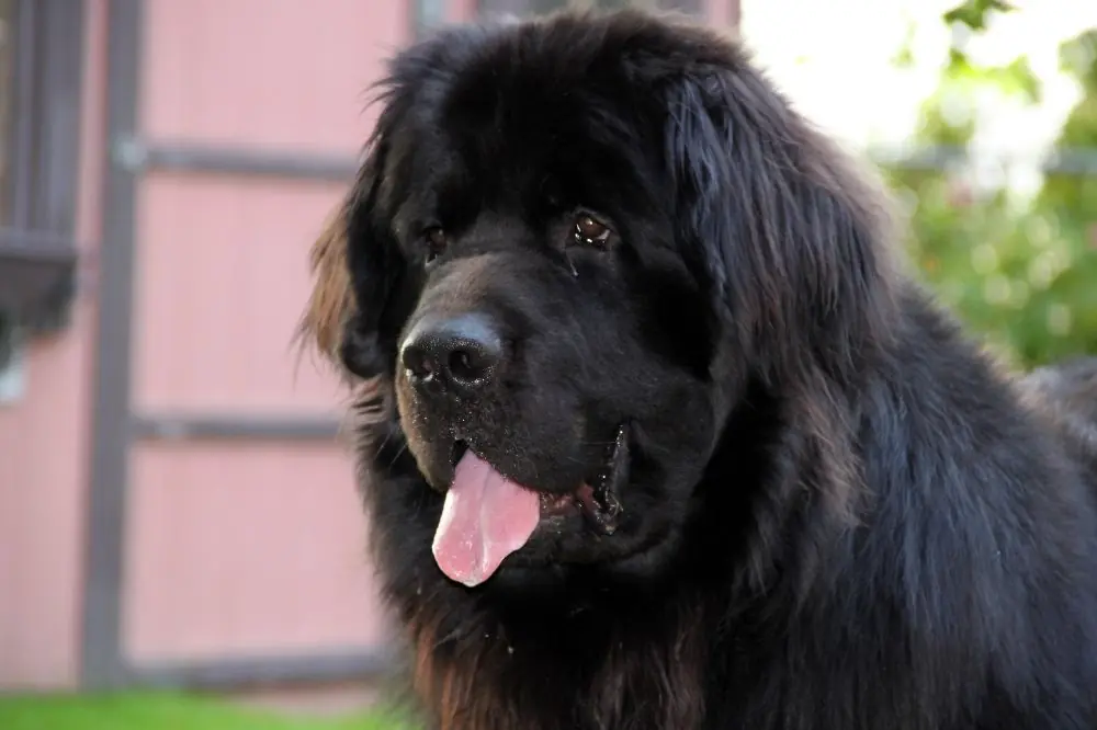 Personalidad del Terranova