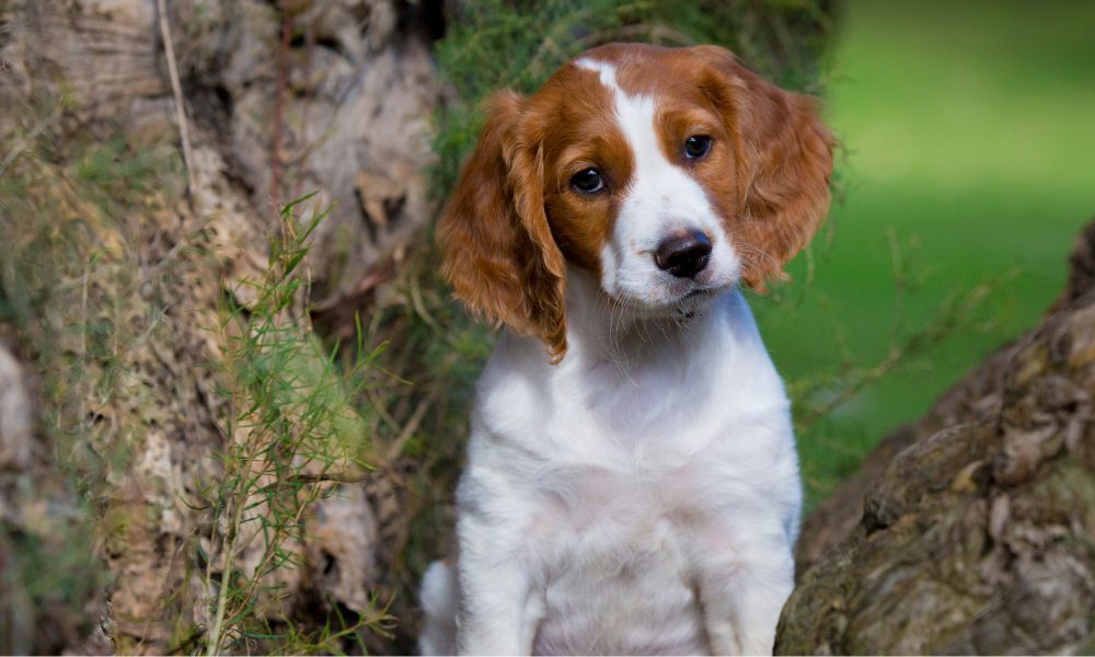 Carácter y temperamento del cachorro de Spaniel Bretón