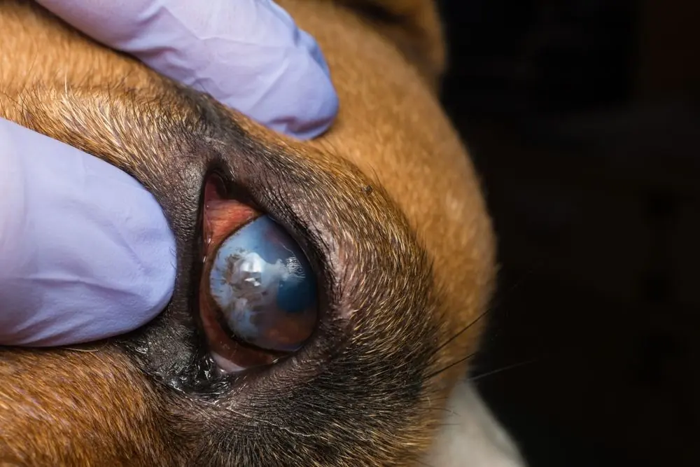 Prevenzione dell'uveite anteriore nei cani