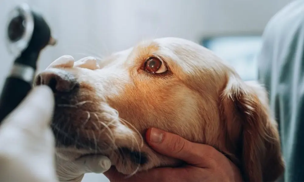 Prevenzione e trattamento delle ulcere corneali nei cani: Consigli per mantenere la salute oculare