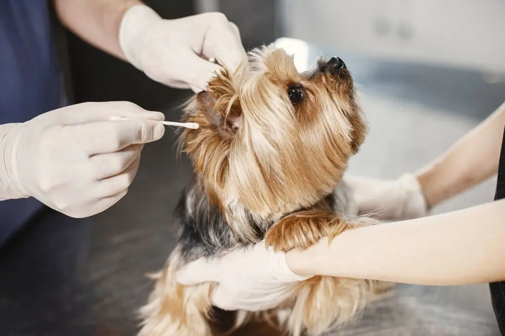 Fréquence des visites vétérinaires