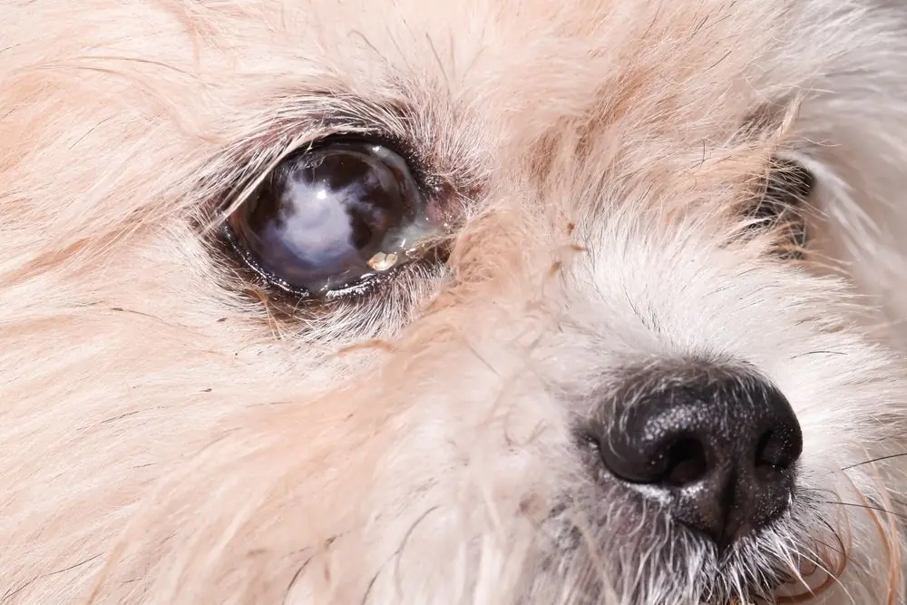Problemi oculari nei cani