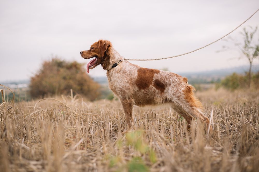 Éxitos del Spaniel Bretón en competiciones y eventos.