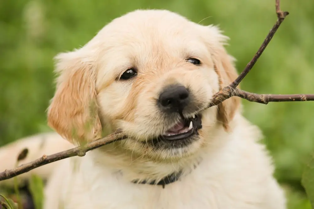 Addestramento con premi