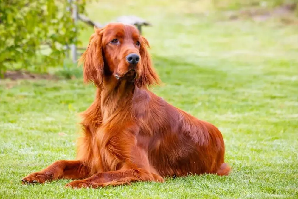 Setter Irlandais: origine, caractéristiques et soins