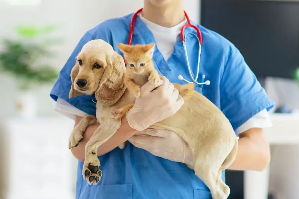 Soins dentaires pour la santé