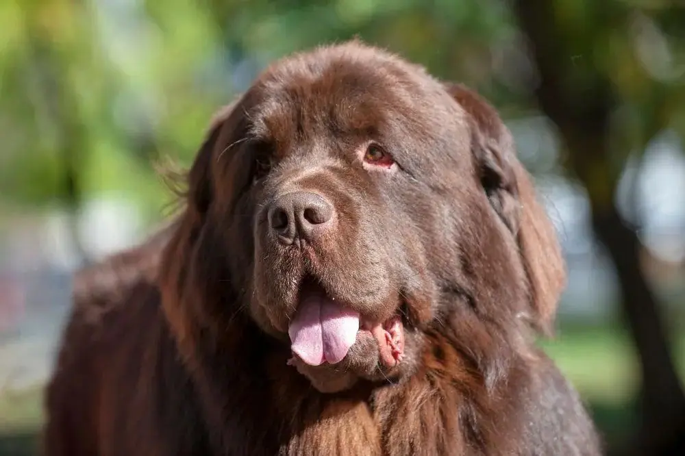 Terre-Neuve: origine, caractéristiques et soins