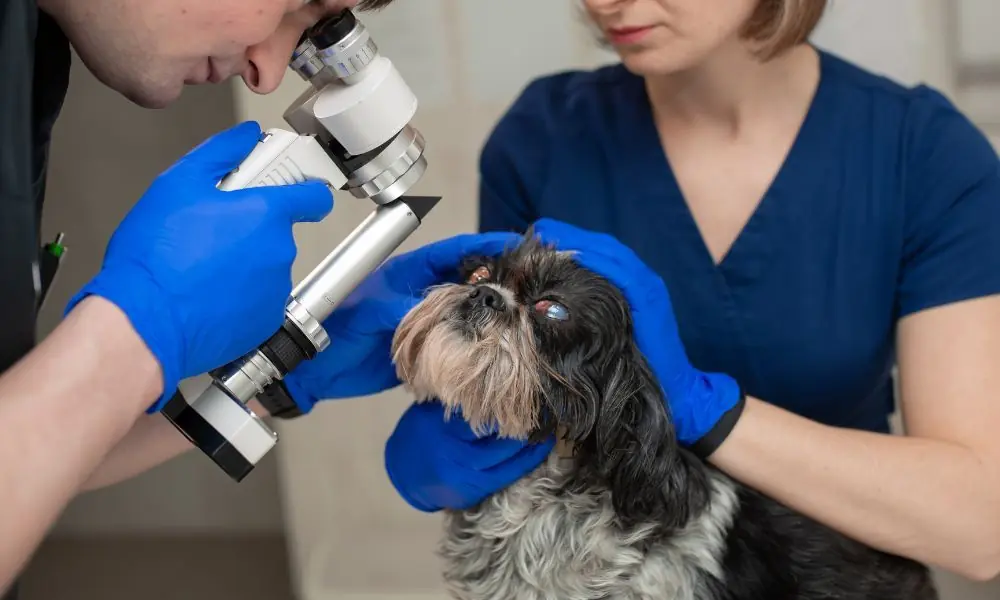 Tumori palpebrali nei cani: Identificazione precoce e opzioni di trattamento
