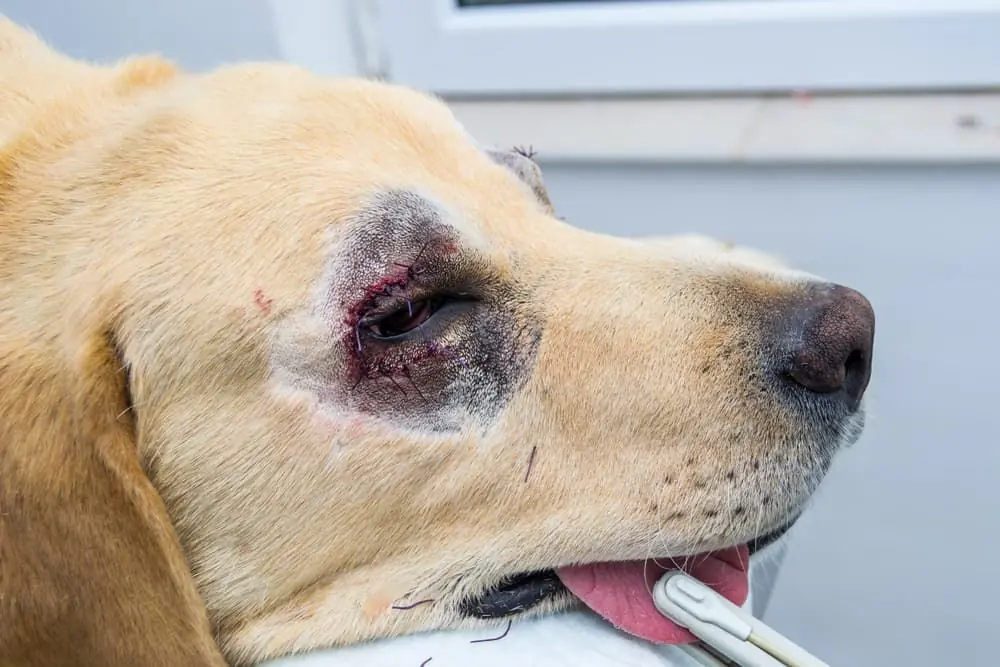 Uveite anteriore nei cani: Riconoscere i segni di infiammazione oculare e come agire