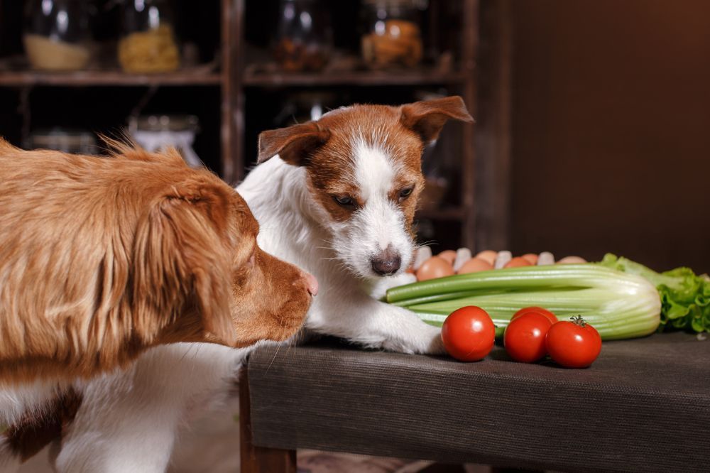 Verduras seguras y beneficiosas para perros