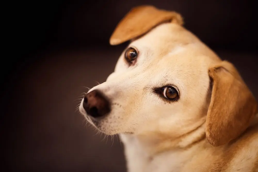 Percezione dei colori nei cani