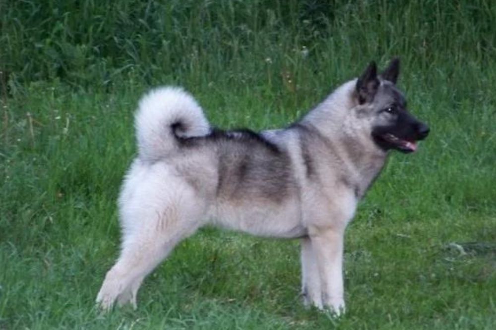 ¿Cómo es el destete de los cachorros de Cazador de alces noruego?